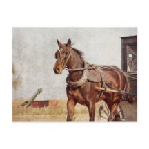 Kalona, Iowa Amish Horse and Buggy