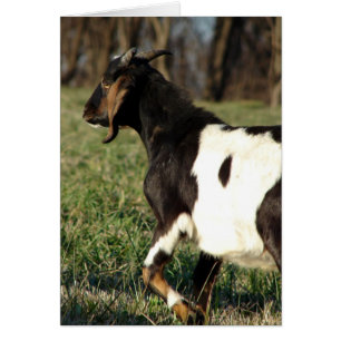 Kalvin the Goat All Occasions Greeting Card