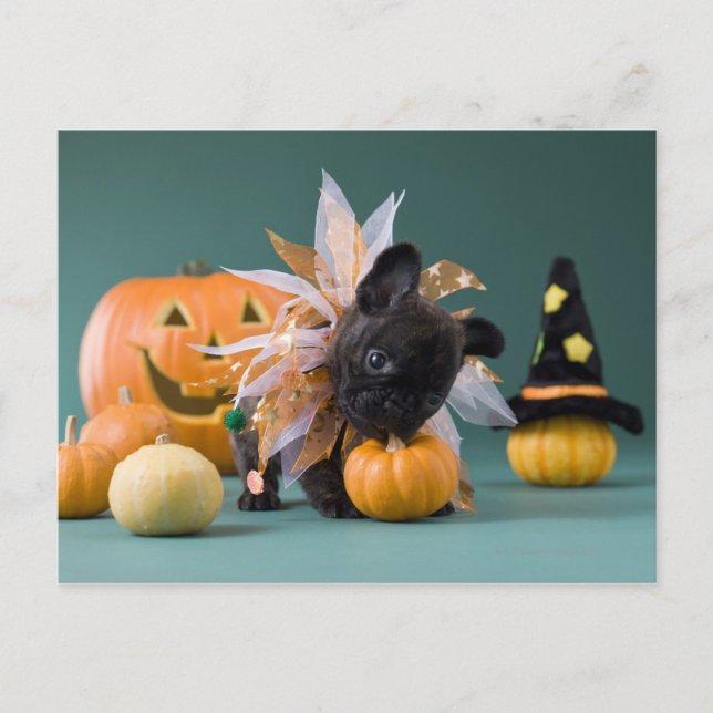 Kanagawa, Honshu, Japan Postcard (Front)