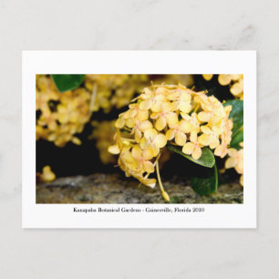Kanapaha Gardens - Gainesville 006 Postcard