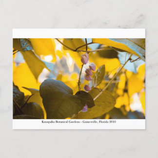 Kanapaha Gardens - Gainesville 015 Postcard