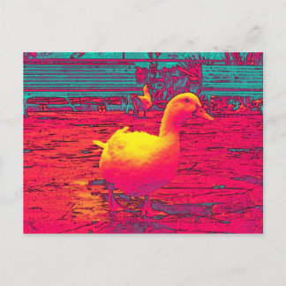 kanar postcard