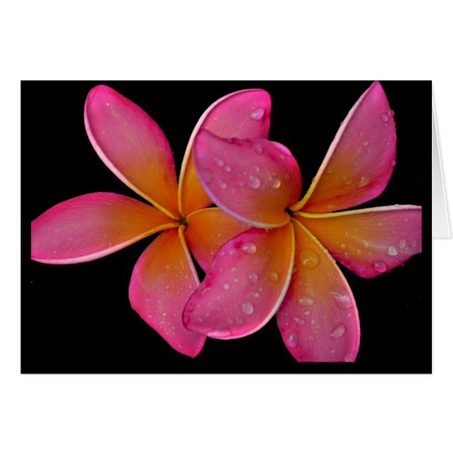 Kaneohe Sunburst Plumeria (Front Horizontal)