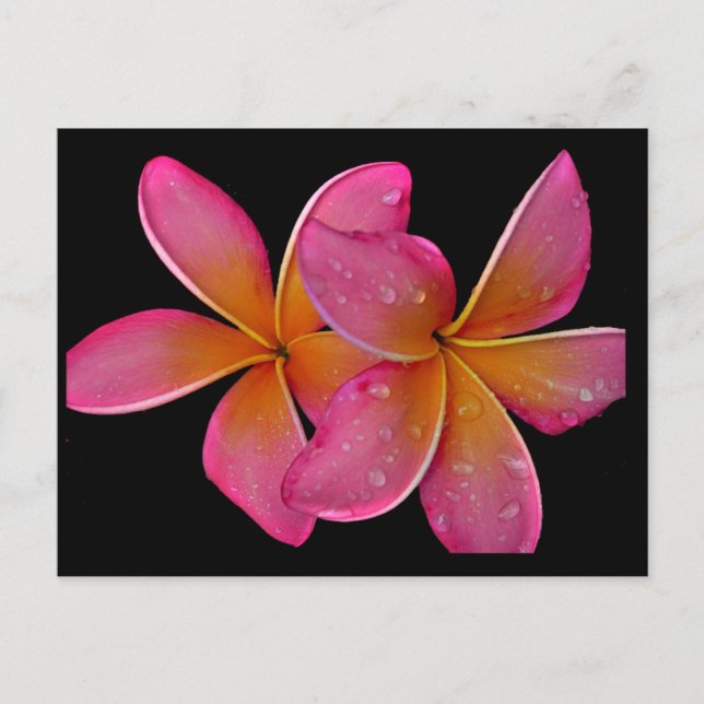Kaneohe Sunburst Plumeria Postcard (Front)