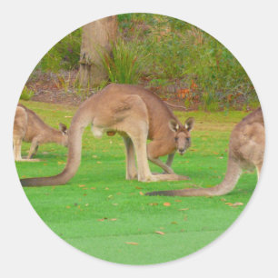 kanga classic round sticker