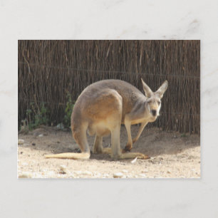 Kanga Postcard