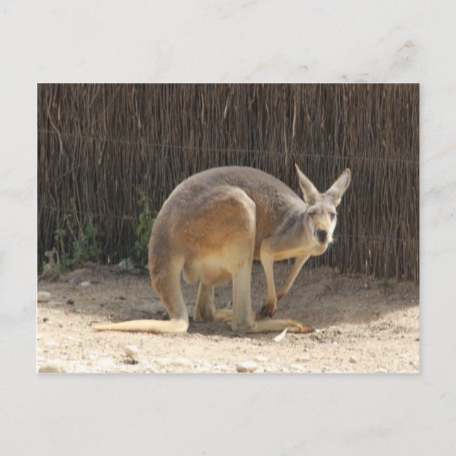Kanga Postcard (Front)