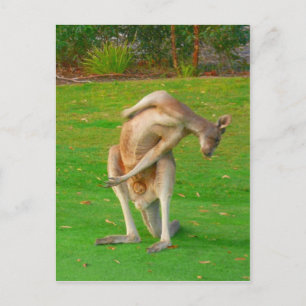 kanga postcard