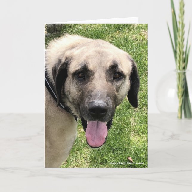 Kangal Dog Greeting Card (Front)
