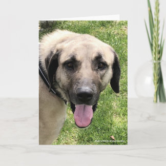 Kangal Dog Greeting Card