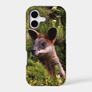 Kangaroo