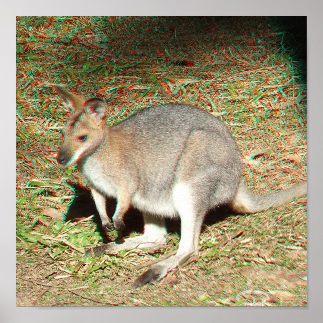 Kangaroo 3D Anaglyph Poster (Front)