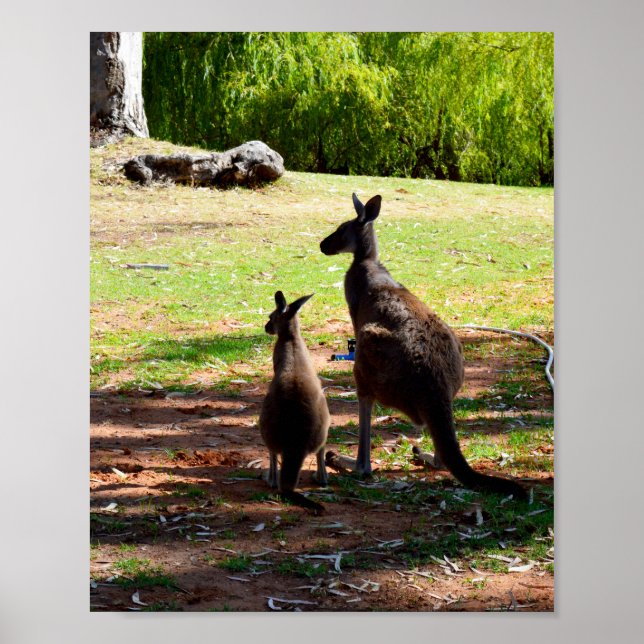 Kangaroo And Her Joey, Poster (Front)