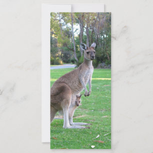 Kangaroo and Joey