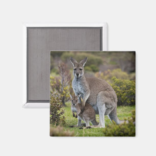 Kangaroo and Joey Magnet