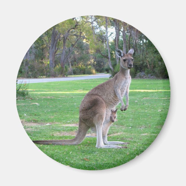 Kangaroo and Joey Magnet (Front)