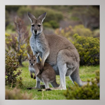 Kangaroo and Joey
