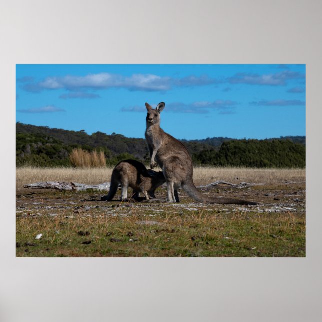 Kangaroo and Joey Poster (Front)