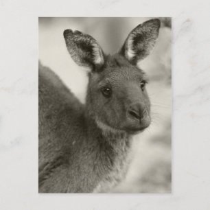 Kangaroo at Warrawong Sanctuary South Australia Postcard