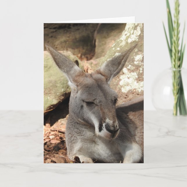 Kangaroo Greeting Card (Front)