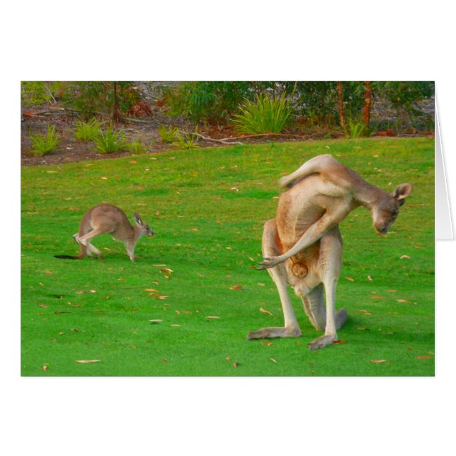 kangaroo & joey (Front Horizontal)