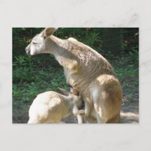 Kangaroo Joey Postcard