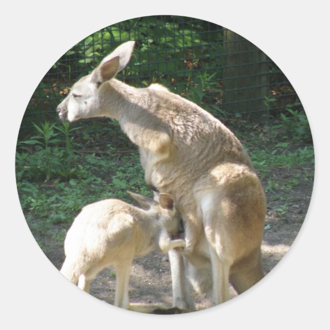Kangaroo Joey  Stickers (Front)