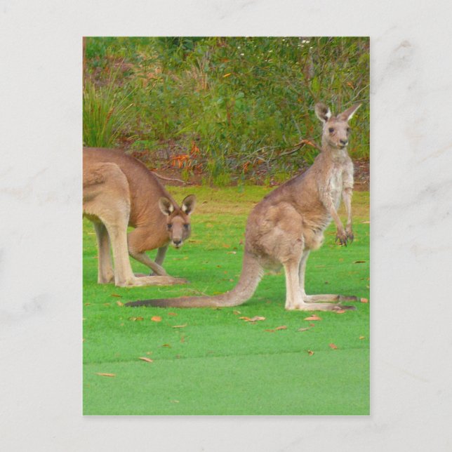 kangaroo looks postcard (Front)