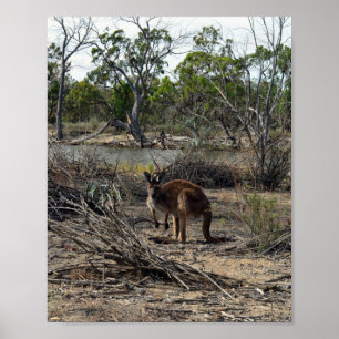 Kangaroo Meanwhile At The Billabong, Poster