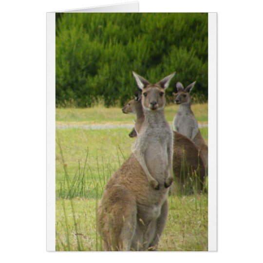 Kangaroo Paddock Card