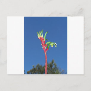 KANGAROO PAW PLANT POSTCARD