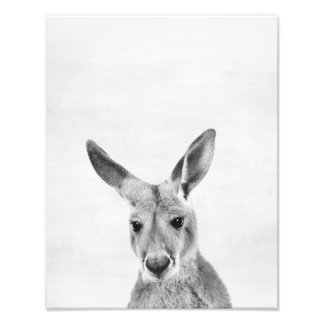 Kangaroo Photo Print