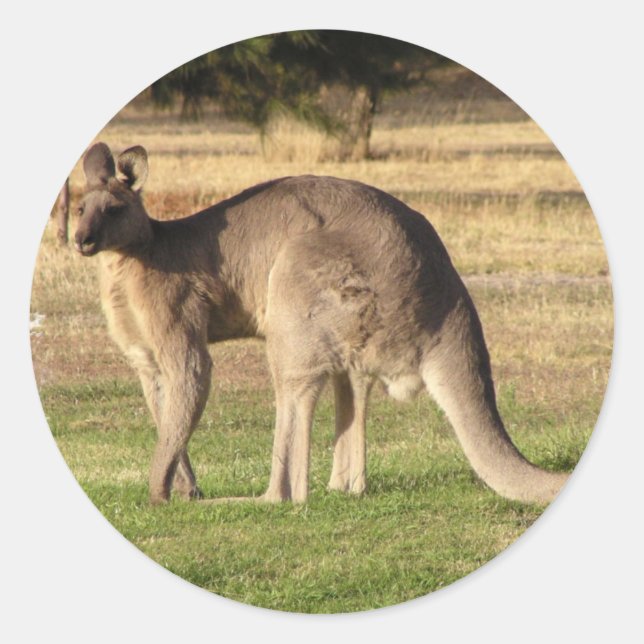Kangaroo Picture Sticker (Front)