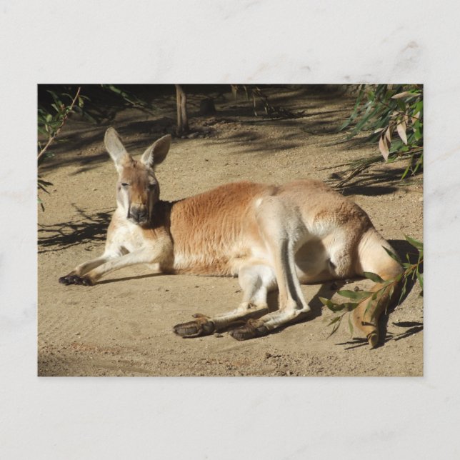 Kangaroo Postcard (Front)