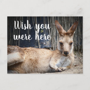 Kangaroo Postcard