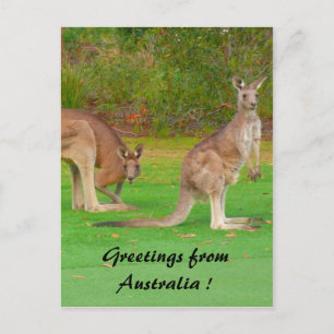 kangaroo postcard