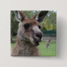 Kangaroo selfie