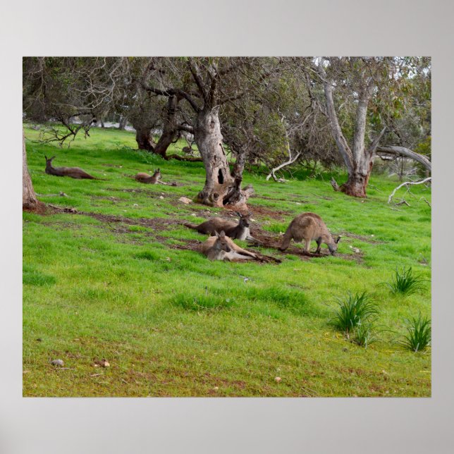 Kangaroo Siesta, Poster (Front)