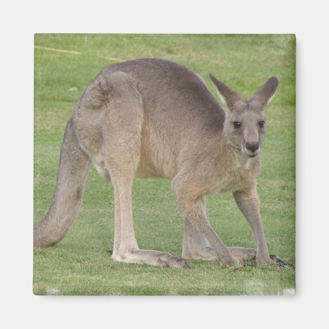 Kangaroo Square Magnet (Front)