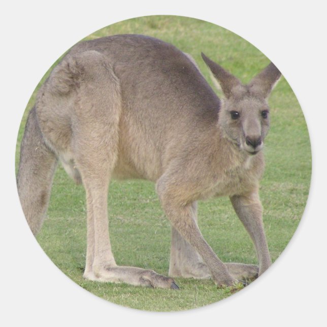 Kangaroo Sticker (Front)