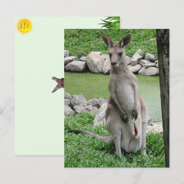 Kangaroo with Joey Postcard (Front/Back)
