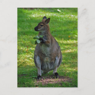 Kangaroo with oaks leaves postcard