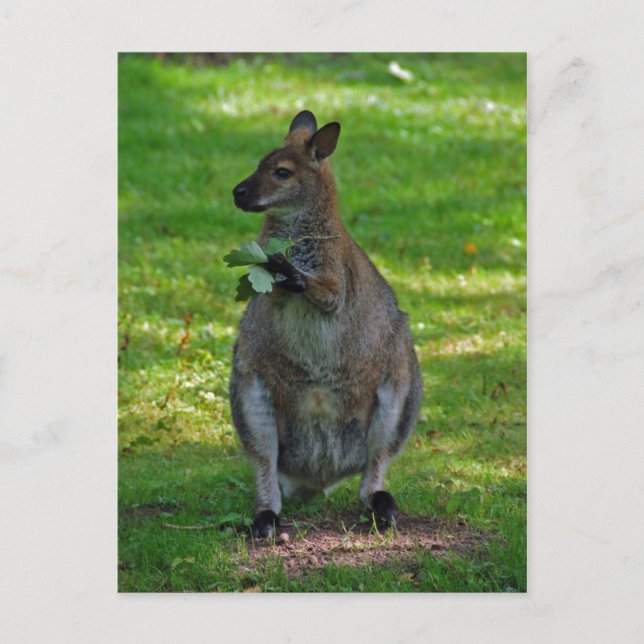 Kangaroo with oaks leaves postcard (Front)