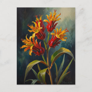 Kangaroos paw flowers postcard
