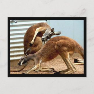 Kangaroos Postcard