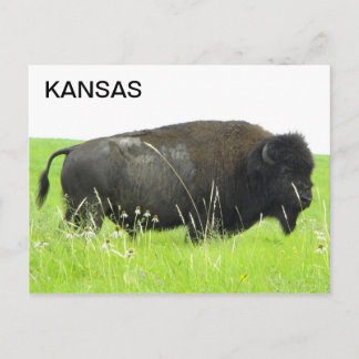 Kansas - Bison/Buffalo Bull Postcard