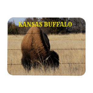 KANSAS BUFFALO in a pasture Square Magnet
