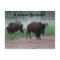 Kansas Buffalo POST CARD