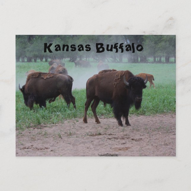 Kansas Buffalo POST CARD (Front)