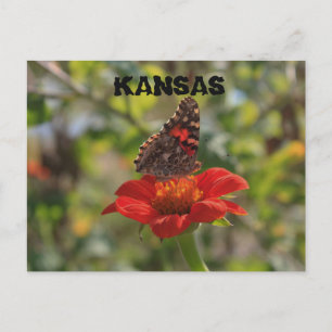 Kansas Butterfly Post Card